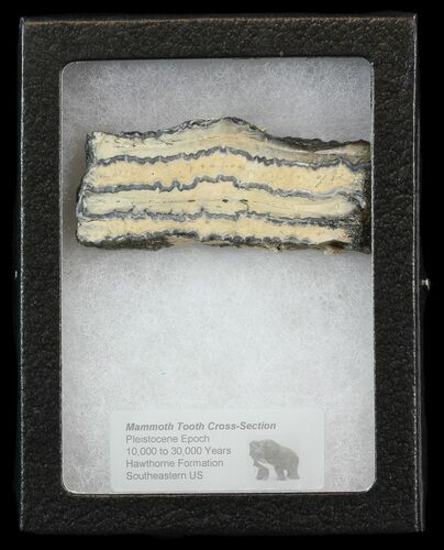 Mammoth Molar Slice - South Carolina #44095